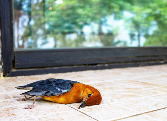 Comment aider un oiseau qui tape dans la vitre ?