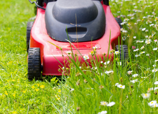 Arrêtez de tondre 100 % de votre jardin pour la biodiversité