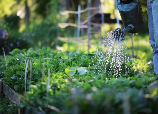 Arroser ses plantes la nuit bonne ou mauvaise idée ?