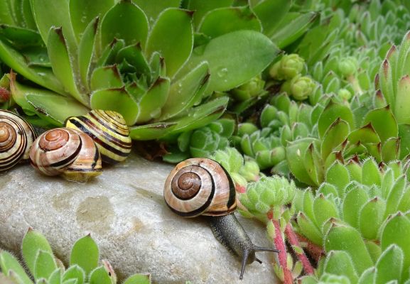 escargot jardin jdnet